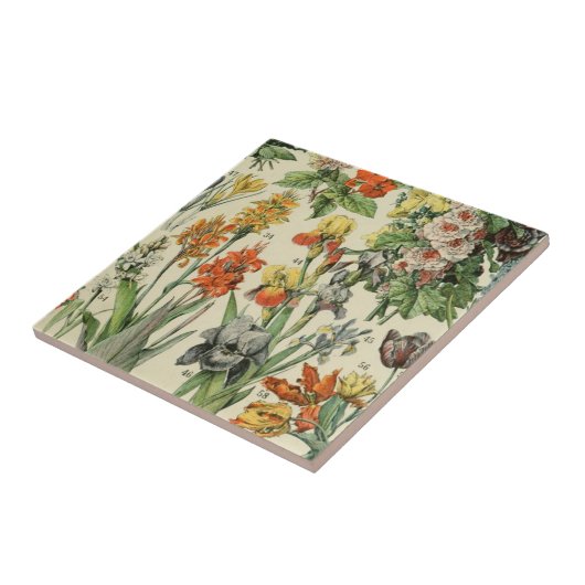 Adolph Millot botanische Illustration 2 Fliese (Seite)