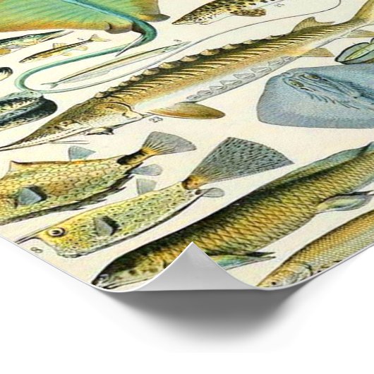 Adolphe Millot B Poster (Ecke)