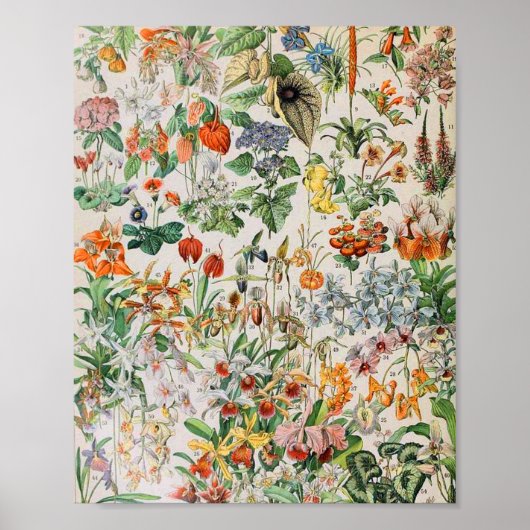 Adolphe Millot Blumen D Poster (Vorne)