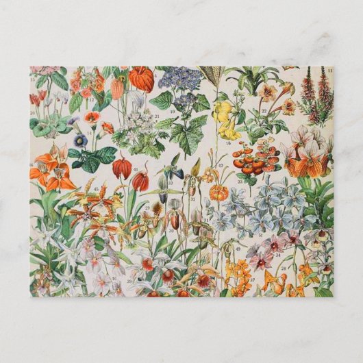 Adolphe Millot Blumen D Postkarte (Vorderseite)