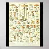 Adolphe Millot Champignon B Pilze Chart Poster (Vorne)