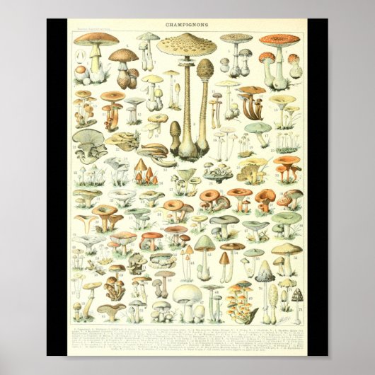 Adolphe Millot Champignon B Pilze Chart Poster (Vorne)