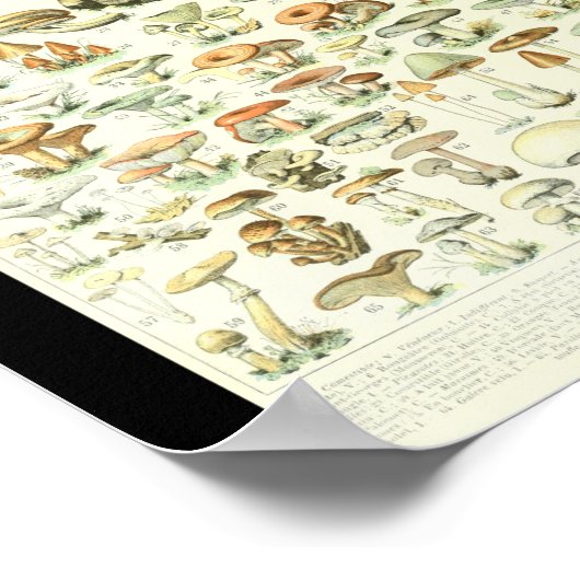 Adolphe Millot Champignon B Pilze Chart Poster (Ecke)