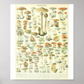Adolphe Millot Champignon B Pilze Chart Poster (Vorne)