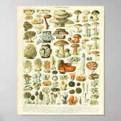 Adolphe Millot Champignon Pilz Print Poster (Vorne)