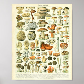 Adolphe Millot Champignon Pilz Print Poster