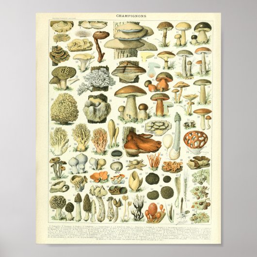 Adolphe Millot Champignon Pilz Print Poster (Vorne)