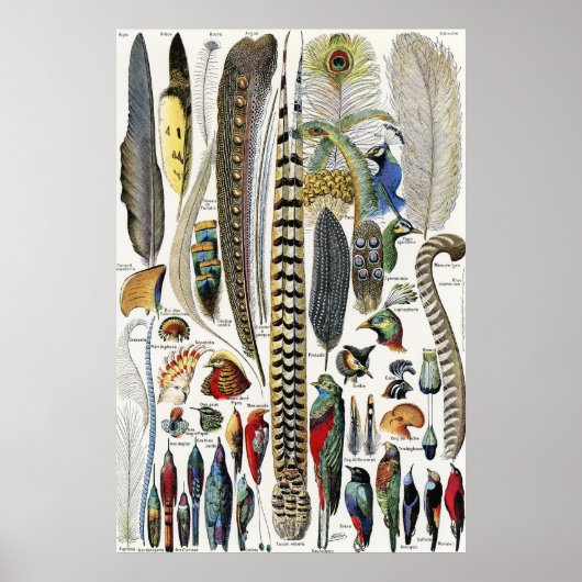 Adolphe Millot Dark Academia Vintage Bird Feather Poster (Vorne)