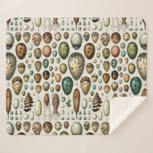 Adolphe Millot Dark Academia Vintage Vogel Ei Kuns Sherpadecke