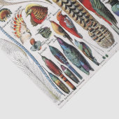 Adolphe Millot Dark Academia Vintage Vogel Feder Seidenpapier (Detail)