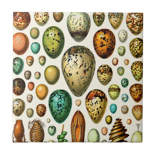 Adolphe Millot Ei-Keramiken Fliese (Vorderseite)