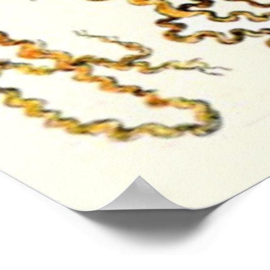 Adolphe Millot ~ Eier Poster (Ecke)