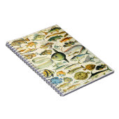 Adolphe Millot Fisch A Notizblock (Rechte Seite)