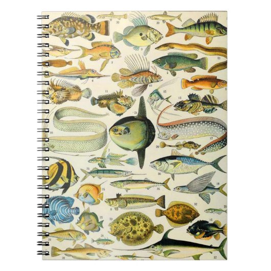 Adolphe Millot Fisch A Notizblock (Vorderseite)