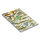 Adolphe Millot Fisch B Notizblock (Rechte Seite)