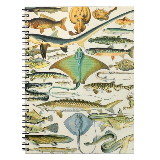 Adolphe Millot Fisch B Notizblock (Vorderseite)