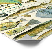 Adolphe Millot Fisch B Poster (Ecke)