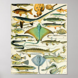 Adolphe Millot Fisch B Poster