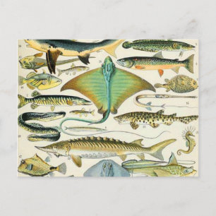 Adolphe Millot Fisch B Postkarte