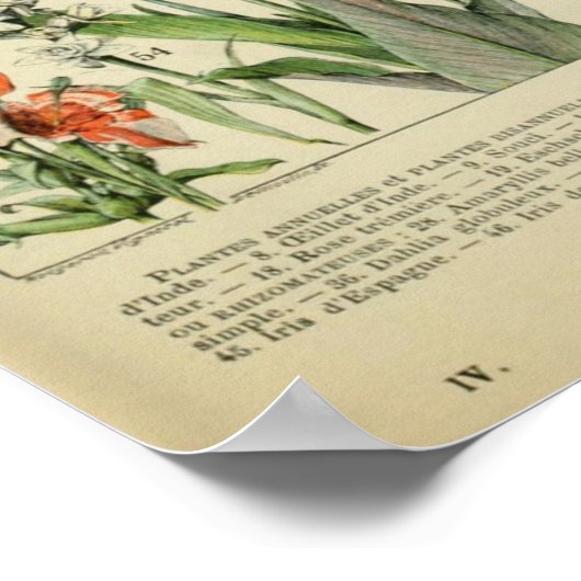 Adolphe Millot Fleurs Poster (Ecke)