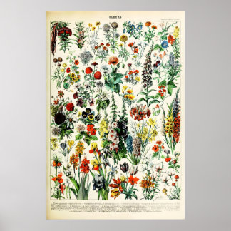 Adolphe Millot Florale Illustrations-Kunstdruck Poster