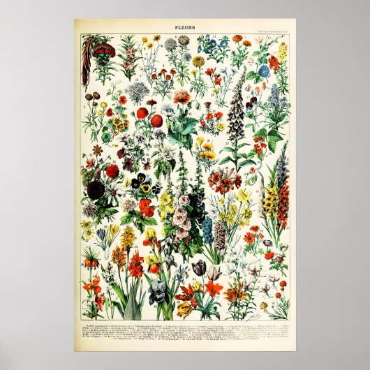 Adolphe Millot Florale Illustrations-Kunstdruck Poster (Vorne)