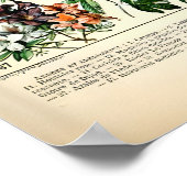Adolphe Millot Florale Illustrations-Kunstdruck Poster (Ecke)