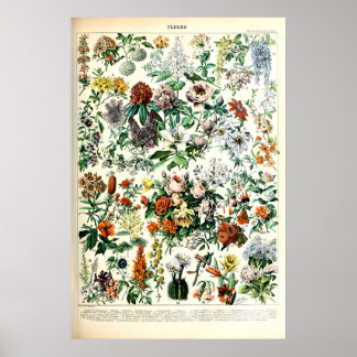 Adolphe Millot Florale Illustrations-Kunstdruck Poster
