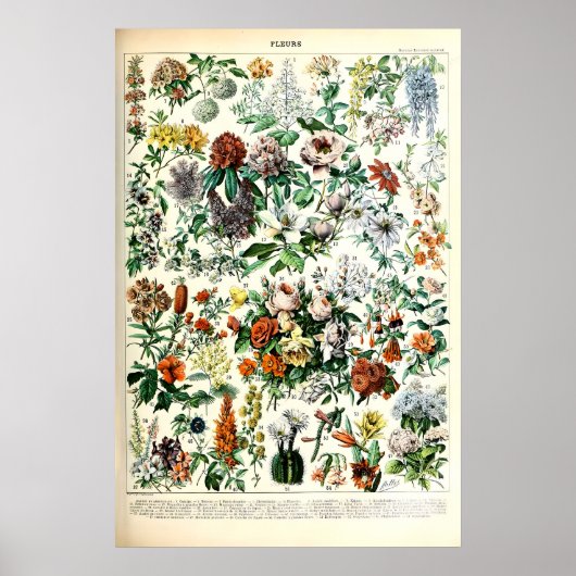 Adolphe Millot Florale Illustrations-Kunstdruck Poster (Vorne)