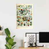 Adolphe Millot Florale Illustrations-Kunstdruck Poster (Heimbüro)