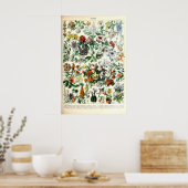 Adolphe Millot Florale Illustrations-Kunstdruck Poster (Küche)