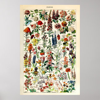 Adolphe Millot Florale Illustrations-Kunstwerk Poster