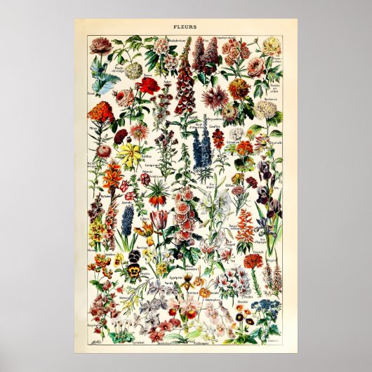 Adolphe Millot Florale Illustrations-Kunstwerk Poster (Vorne)