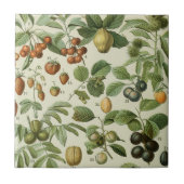 Adolphe Millot - Früchte Fliese (Vorderseite)