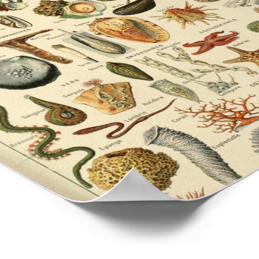 Adolphe Millot Mollusques Pour Tous Poster (Ecke)