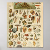 Adolphe Millot Mollusques Pour Tous Poster (Vorne)