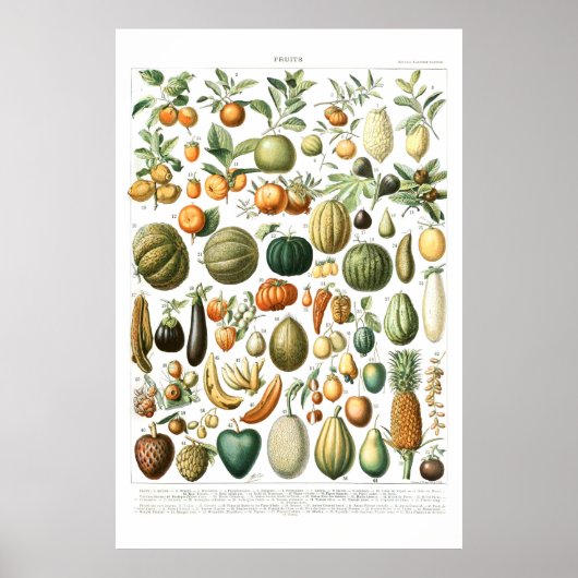 Adolphe Millot Obstposter Poster (Vorne)