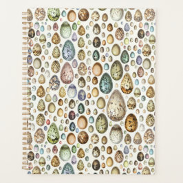 Adolphe Millot Ouefs Eggs Planer