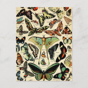 Adolphe Millot Papillons Postkarte