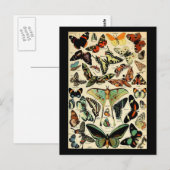Adolphe Millot Papillons Postkarte (Vorne/Hinten)