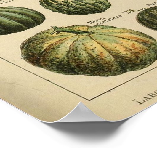 Adolphe Millot Pflanzliche Illustration Poster (Ecke)