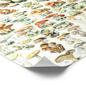 Adolphe Millot Pilz B Poster (Ecke)