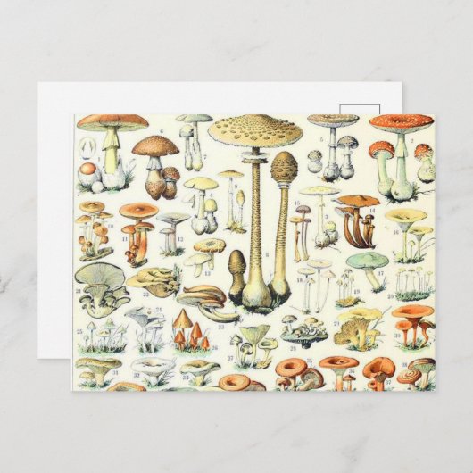 Adolphe Millot Pilz B Postkarte (Vorne/Hinten)