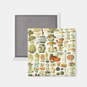 Adolphe Millot Pilz Magnet (Vorderseite/Rückseite)