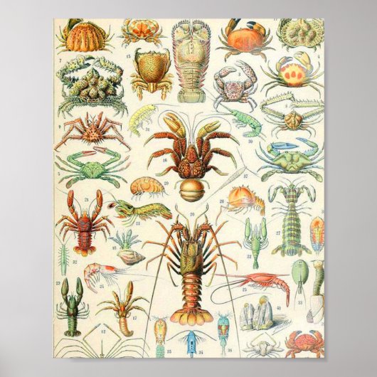 Adolphe Millot Poster (Vorne)