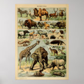 Adolphe Millot Poster (Vorne)