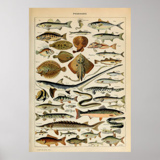 Adolphe Millot Poster