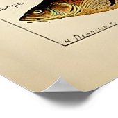 Adolphe Millot Poster (Ecke)