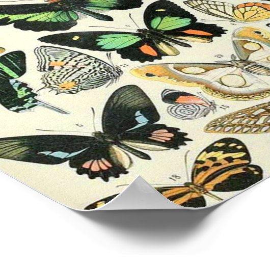 Adolphe Millot Schmetterlinge B Poster (Ecke)