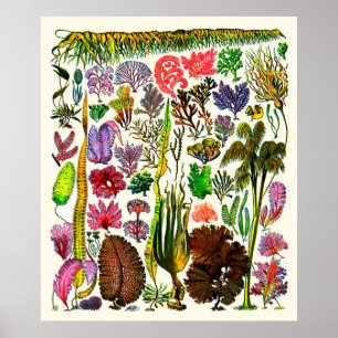 Adolphe Millot ~ Seetang Poster